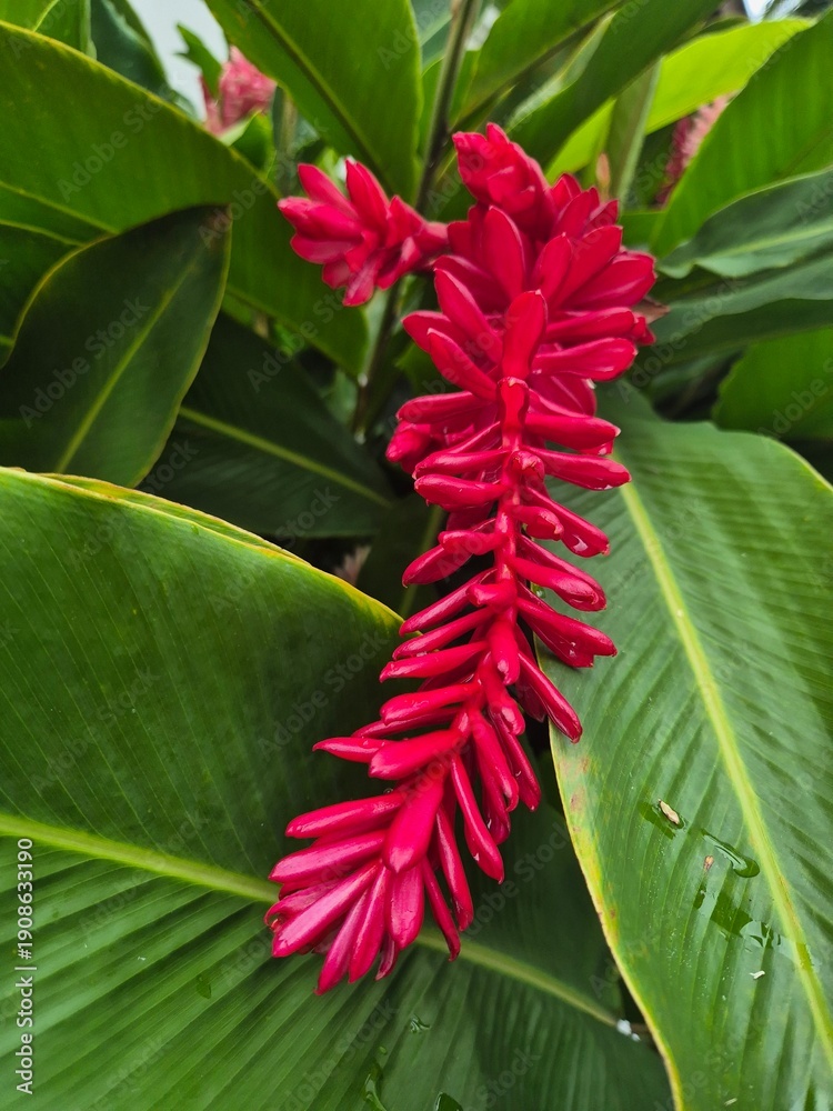 Obraz premium Vibrant red ginger flower with large green tropical leaves