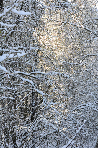 Quadro em tela Winter forest with dense tree branches covered in fresh snow