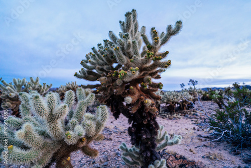 Принти на полотні Close-up of blooming cholla cactus with soft evening light, textured spines, and