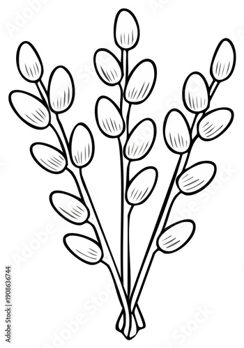 Illustration of a bouquet of pussy willow branches, black outline on white