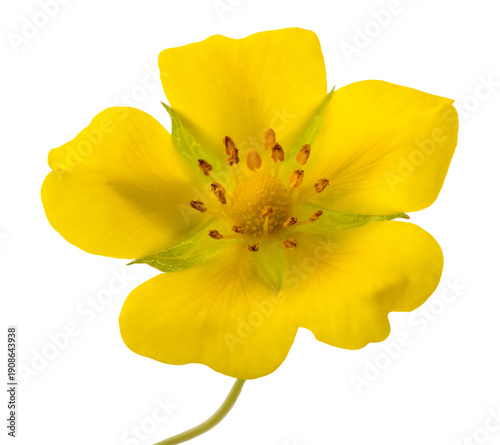 Bild auf Leinwand Creeping cinquefoil flower