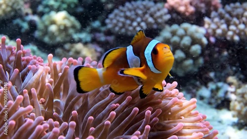 A colorful clownfish swims gracefully within the tentacles of a vibrant pink sea anemone.