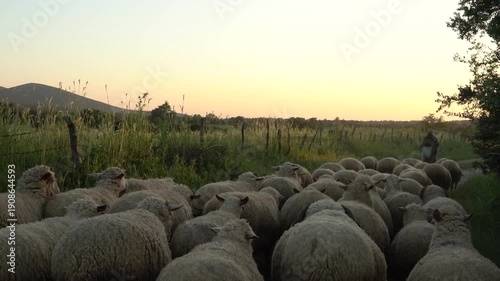 Flock of sheep moving toward horizon at sunset, Canakkale, Turkey