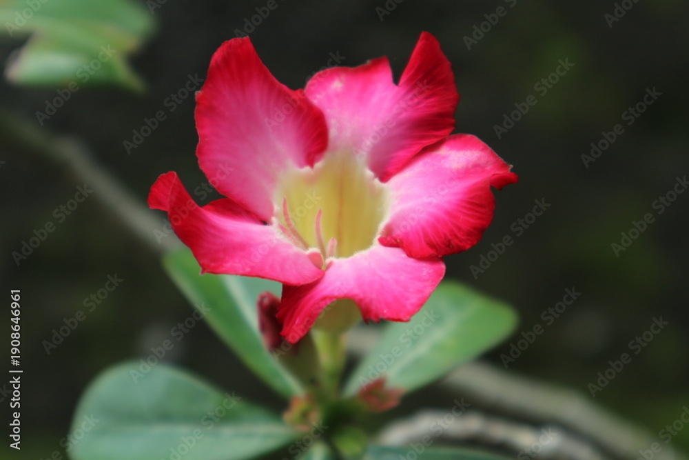 Fototapeta premium red hibiscus flower