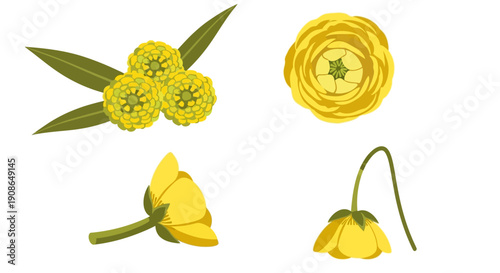A collection of yellow flowers and leaves from various viewpoints showcasing different parts of the plant in a detailed illustration