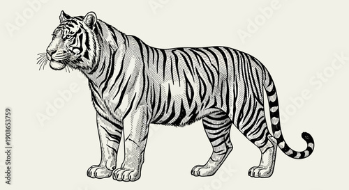 A majestic tiger standing proudly with a detailed illustration showcasing its black stripes and powerful stance from a side viewpoint