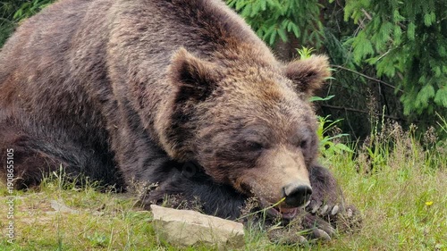 A large brown bear rests peacefully in a grassy meadow with a forest in the background, showcasing its natural habitat and serene moment