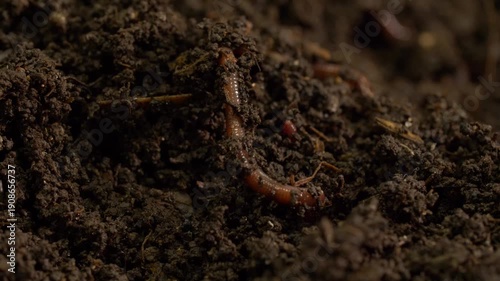 Earthworm burrowing through damp soil macro zoom in
