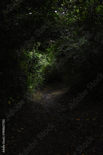 Sendero de jungla oscuro