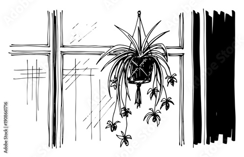 Hanging spider plant macrame by window hand drawn line art vector illustration