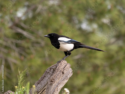 Billede på lærred Magpie, Pica pica