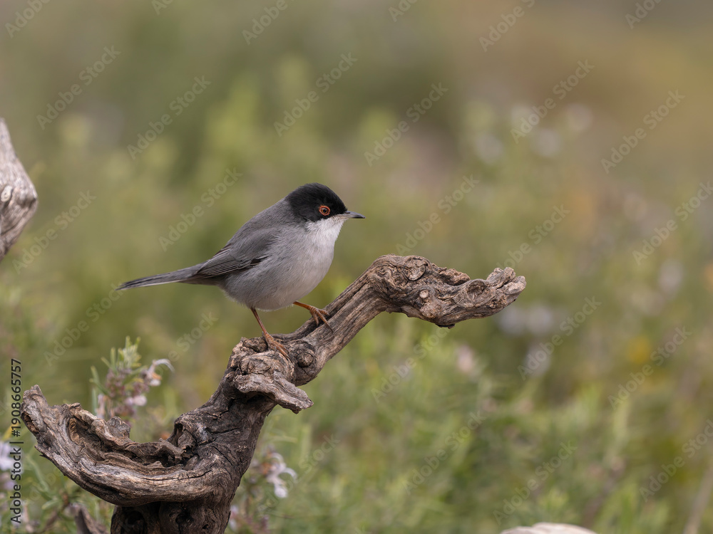 Obraz premium Sardinian warbler, Curruca melanocephala
