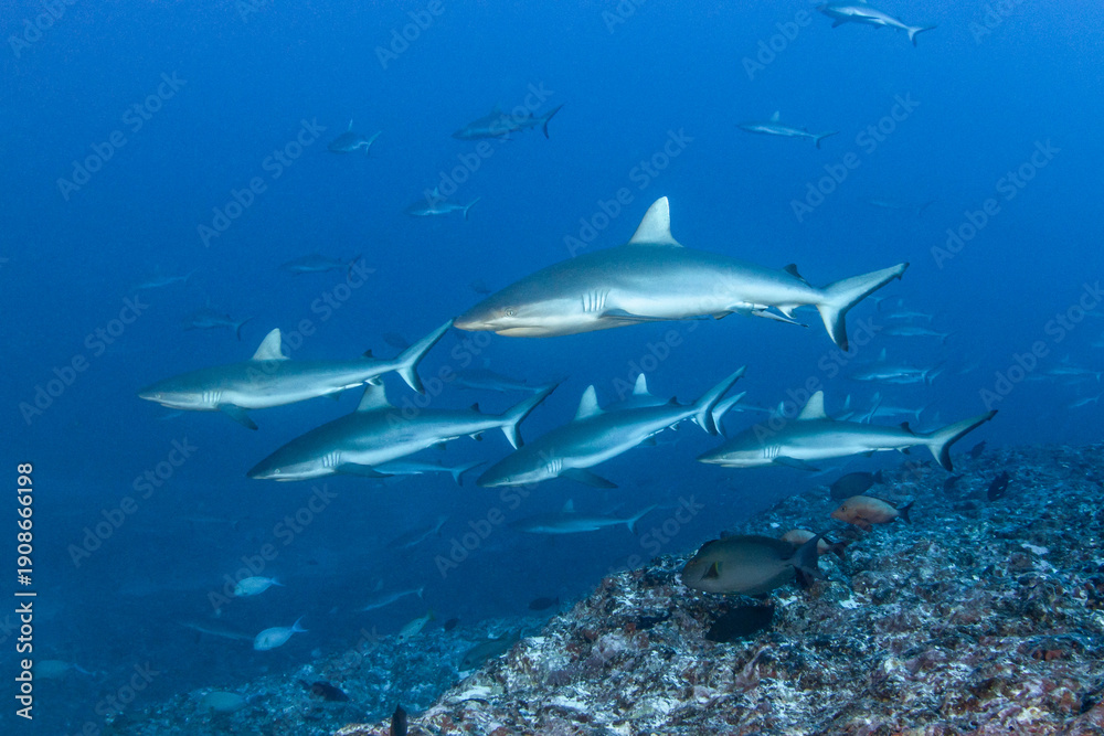 Obraz premium Grey reef shark, French Polynesia 