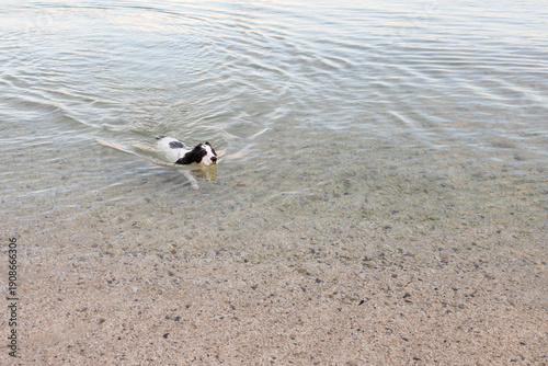 Russian spaniel swimming in clear shallow sea water in the Bay of Kotor Montenegro