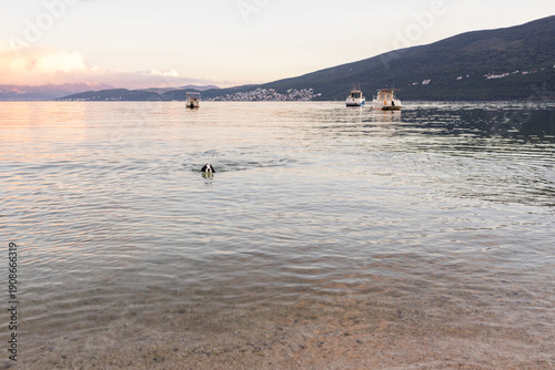 Russian spaniel swimming in clear shallow sea water in the Bay of Kotor Montenegro
