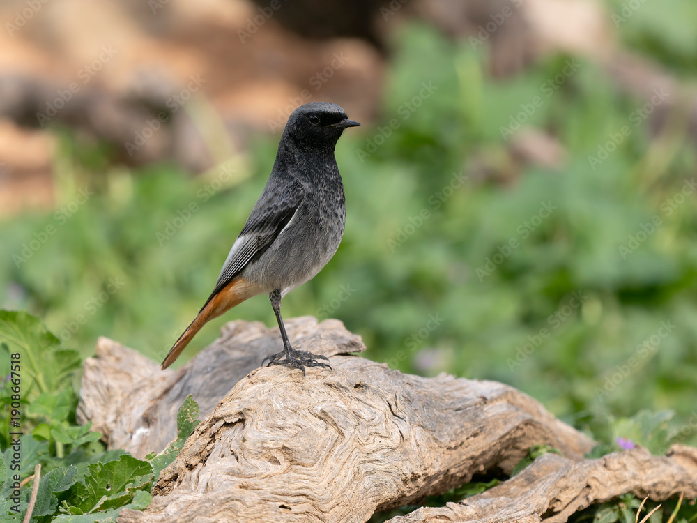 Obraz premium Black redstart, Phoenicurus ochruros