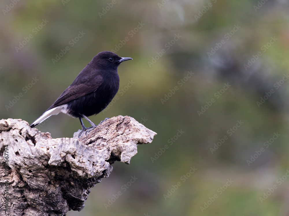 Obraz premium Black wheatear, Oenanthe leucura