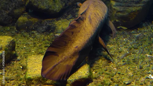 lose up of an australian Queensland lungfish resting on the seabed floating underwater with view from behind the tail.