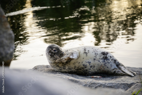 Young seal laying on a rock by the river, Finland