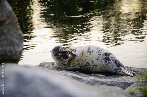 Young seal laying on a rock by the river, Finland