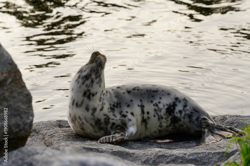Young seal laying on a rock by the river, Finland