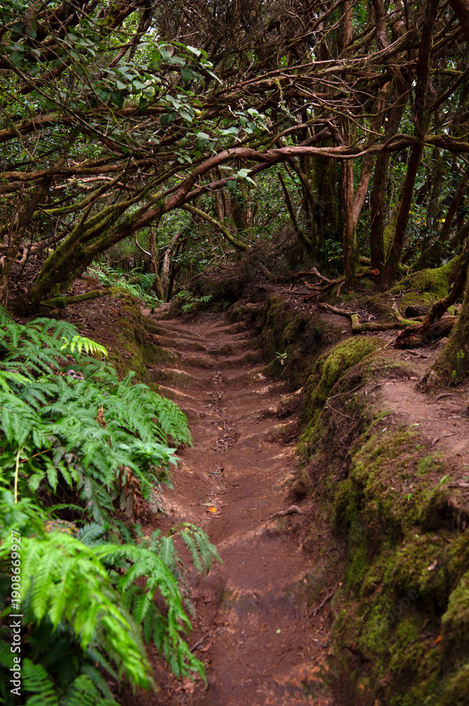 Obraz premium Moody hiking trail through mossy laurel forest in Anaga, Tenerife Spain