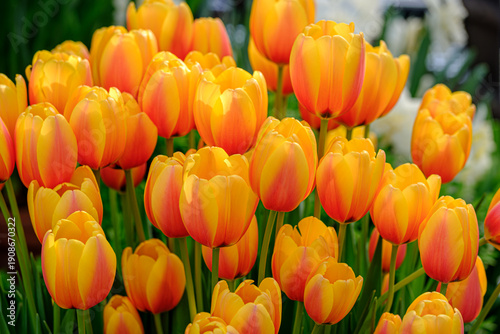 Bright yellow and orange tulips in full bloom in a spring garden, colorful tulip flowers with green leaves, vibrant floral background symbolizing spring, nature, freshness, and beauty
