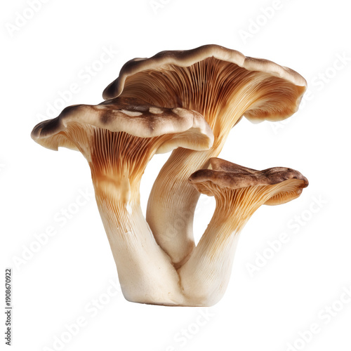 Cluster of honey mushrooms with brown caps and light gills. Edible forest fungi with tall stems. Studio food object isolated on transparent background. Wild mushroom foraging and culinary ingredient 