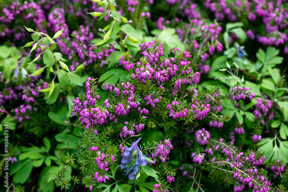Obraz premium Great blooming of heather (Erica carnea). It is also known as winter heath, winter flowering heather