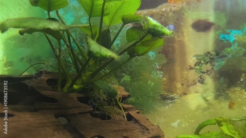 Colorful fish swim in a bright aquarium with lush green plants