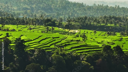 Green rice paddies form intricate terraces across the Lombok Senaru landscape, showcasing tropical agriculture and lush natural beauty under a bright sky with palm trees on hills. Aerial flight shot