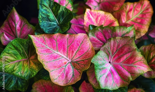 Artistic close-up of colorful tropical foliage with bold pink and green patterns, illuminated by dramatic natural light against a dark background