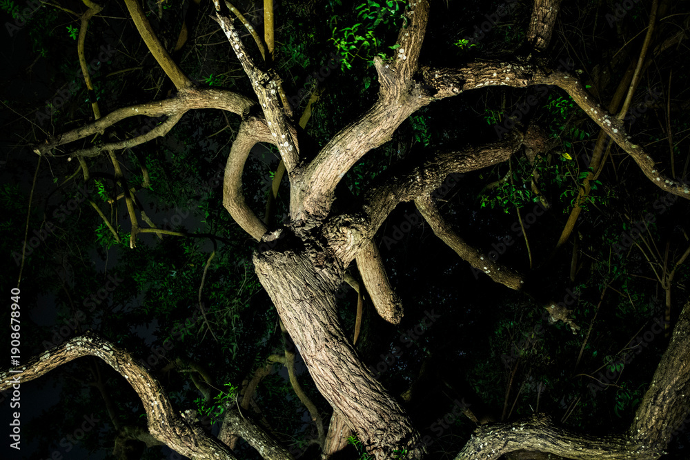 Fototapeta premium Tree in a forest at night