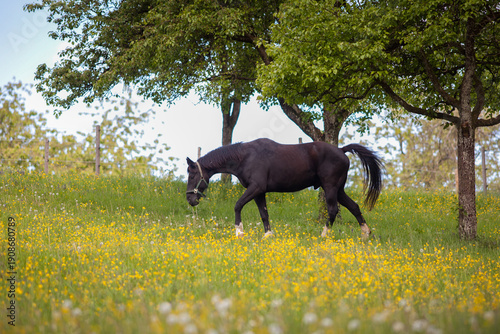Cuadro en lienzo Glänzendes Württemberger Warmblut Pferd auf der Koppel