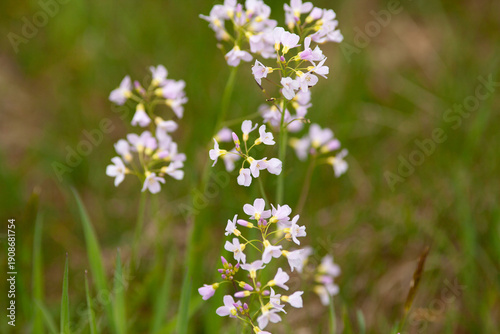 Wiesenschaumkraut, Seifenkraut in der Blüte. Cardamine pratensis