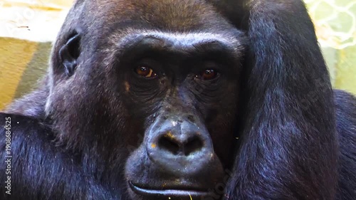 Close up head of a gorilla sitting down resting and watching 
