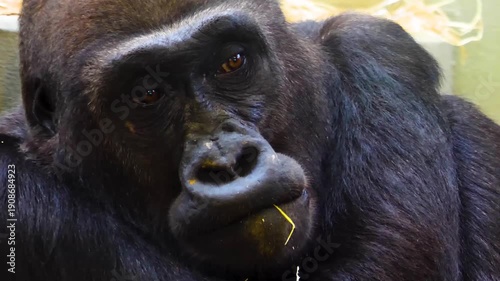 Close up head of a gorilla sitting down resting and watching 
