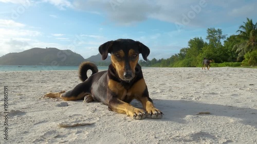 Slow motion 4K video of a friendly dog relaxing on a sandy beach in Seychelles, gently wagging its tail while another dog walks closer in the background, surrounded by palm trees and tropical scenery.