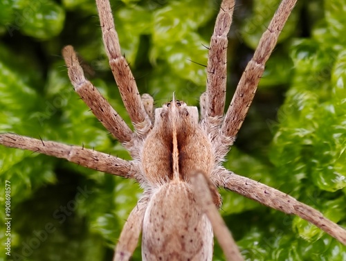 фотографія ecologist observes moss habitat moisture, scientific examination of arachnid on