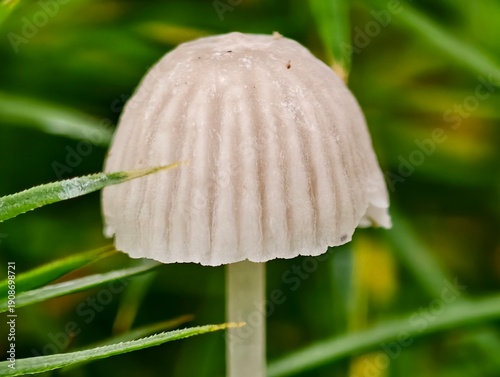 Obraz na płótnie dewcovered fungal cap in nature, sharp photograph showcasing delicate mushroom w