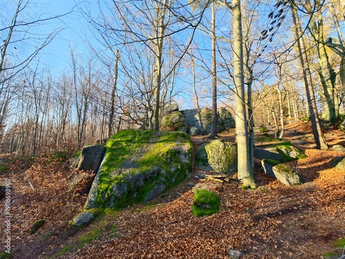 Canvastavla peaceful forest with rocky terraces, tranquil forest floor with dappled light an