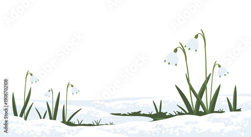 White snowdrop flowers with green leaves are growing from melting snow in a simple winter landscape illustration.