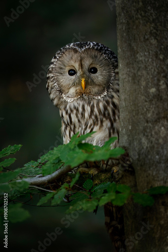 Foto Ural owl, Strix uralensis, in beech forest