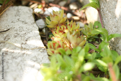 Quadro em tela close up of a bunch of hens and chicks