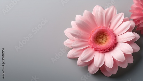 A Delicate Vibrant Pink Flower With A Soft Light Colored Center Beautifully Captured Against A Simple Light Gray Background