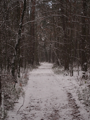 Leśna ścieżka