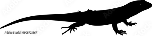 silhouette of a lizard with a white background
