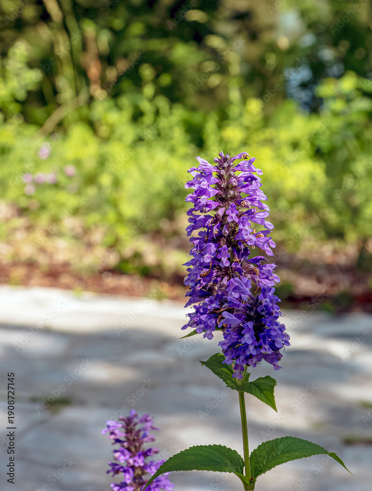 Obraz premium Selective focus of Nepeta grandiflora blue in the garden. Beautiful colorful purple flowers plant. Nature floral pattern texture background.