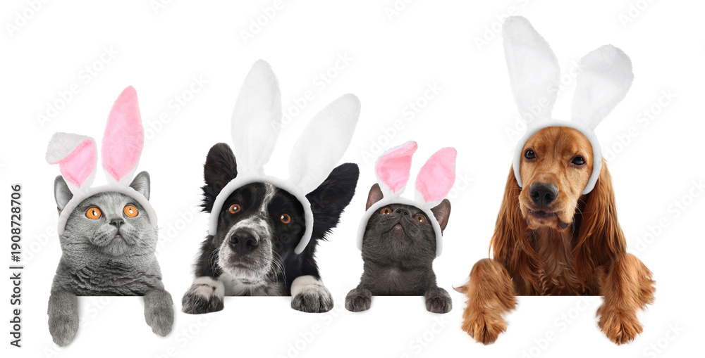 Obraz premium Cute dogs and cats with Easter bunny headbands peering out of banner on white background