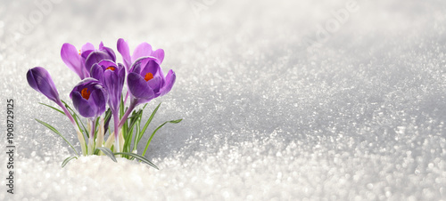 Canvas Print Beautiful purple crocus flowers growing through snow sparkling in sunlight